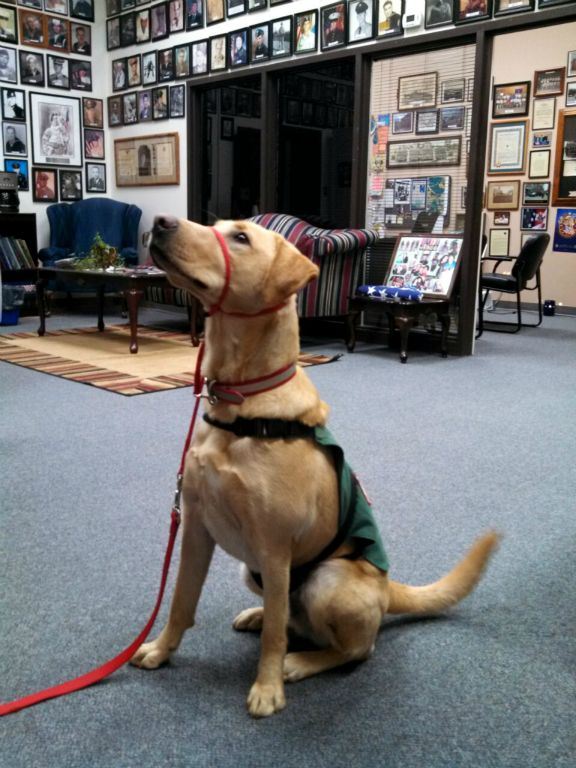 Yellow labrador sits at attention, wearing green vest and red leash